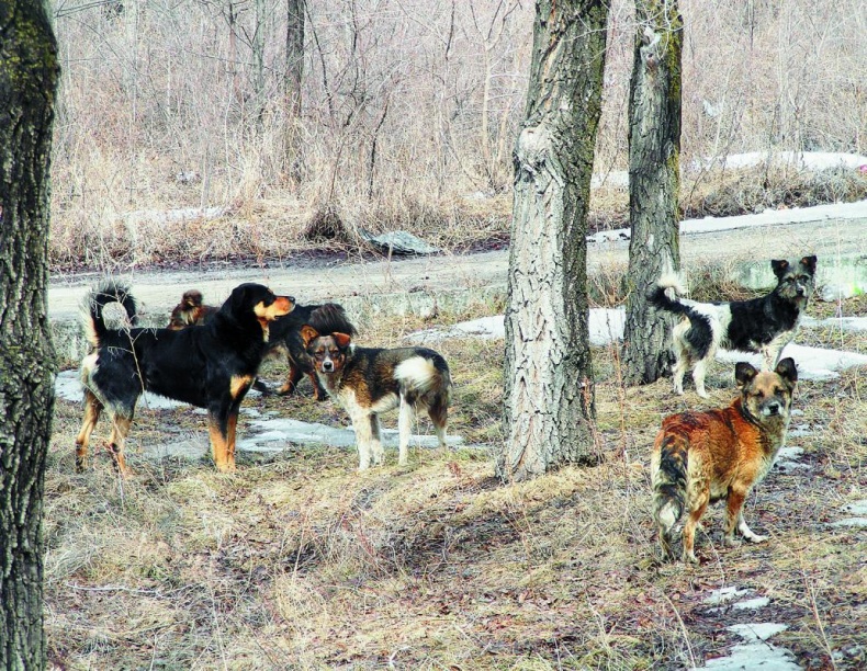 "Злой дворник". Чистая правда о грязной работе