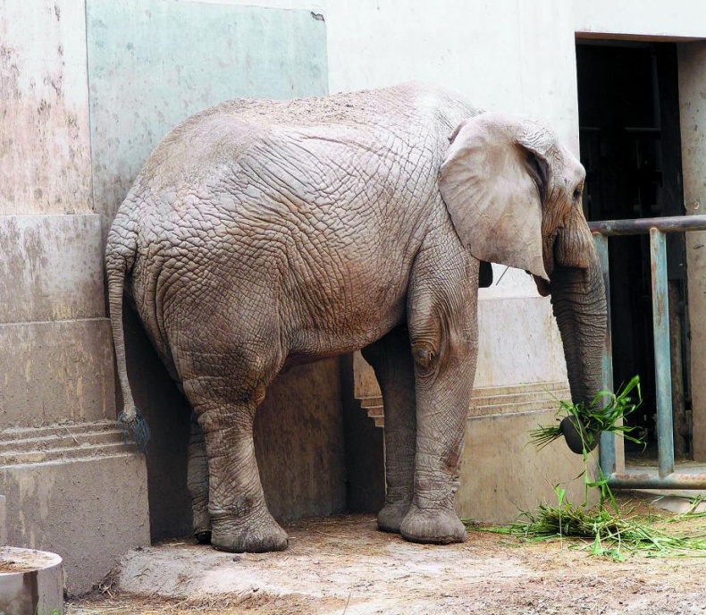 "Злой дворник". Чистая правда о грязной работе