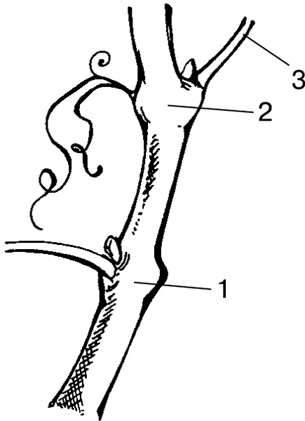 Виноград на вашей даче. Растет не только на юге! Виноград на вашей даче. Растет не только на юге!