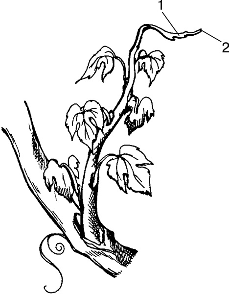 Виноград на вашей даче. Растет не только на юге! Виноград на вашей даче. Растет не только на юге!