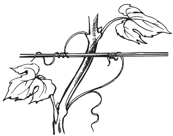 Виноград на вашей даче. Растет не только на юге! Виноград на вашей даче. Растет не только на юге!