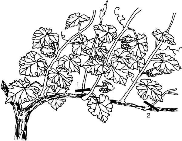 Виноград на вашей даче. Растет не только на юге!