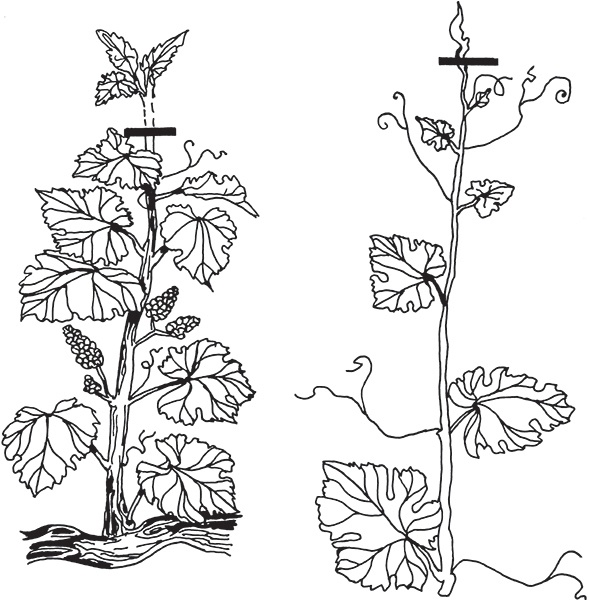 Виноград на вашей даче. Растет не только на юге!