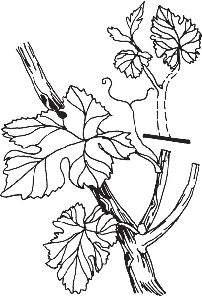 Виноград на вашей даче. Растет не только на юге!