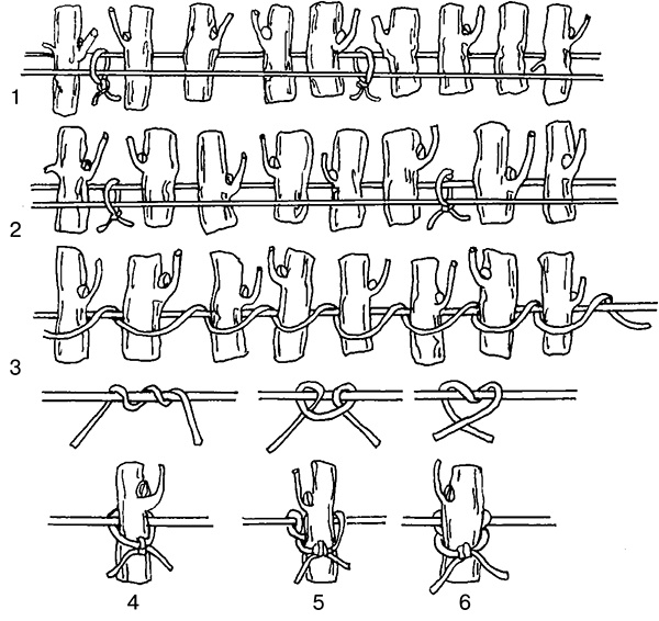 Виноград на вашей даче. Растет не только на юге!