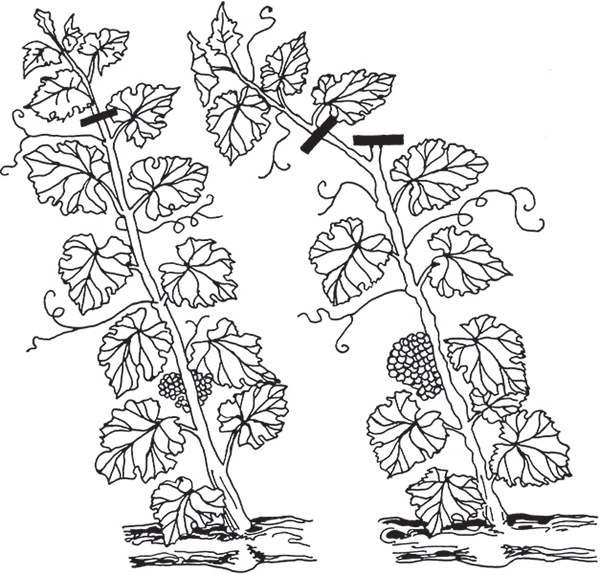 Виноград на вашей даче. Растет не только на юге!