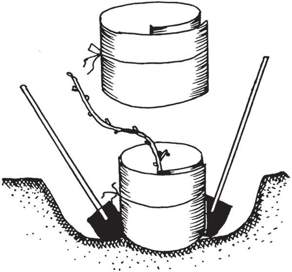 Виноград на вашей даче. Растет не только на юге!