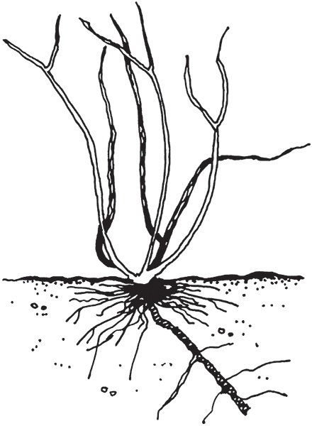 Виноград на вашей даче. Растет не только на юге!
