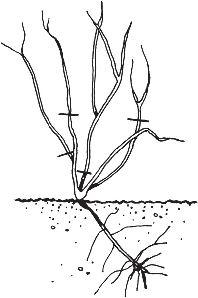 Виноград на вашей даче. Растет не только на юге!