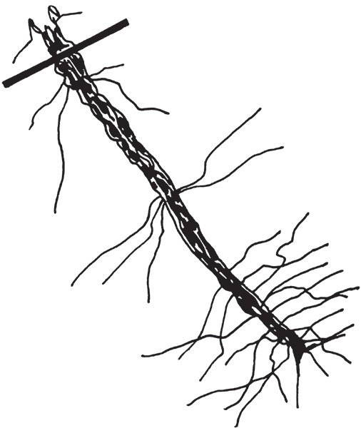 Виноград на вашей даче. Растет не только на юге!