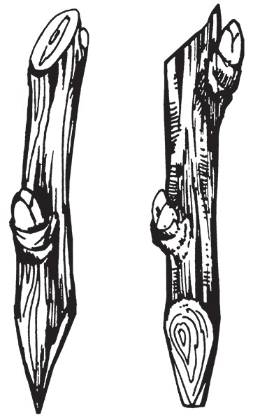 Виноград на вашей даче. Растет не только на юге!