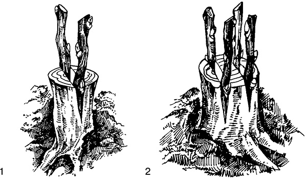 Виноград на вашей даче. Растет не только на юге!