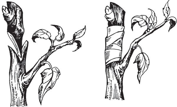 Виноград на вашей даче. Растет не только на юге!