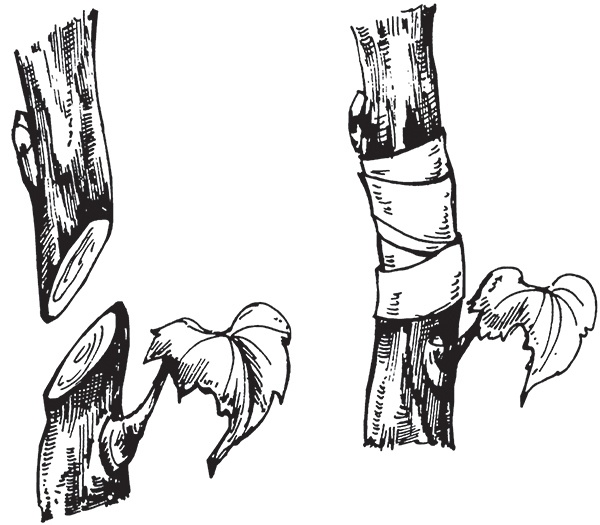 Виноград на вашей даче. Растет не только на юге!