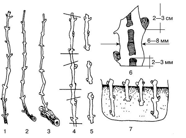 Виноград на вашей даче. Растет не только на юге!
