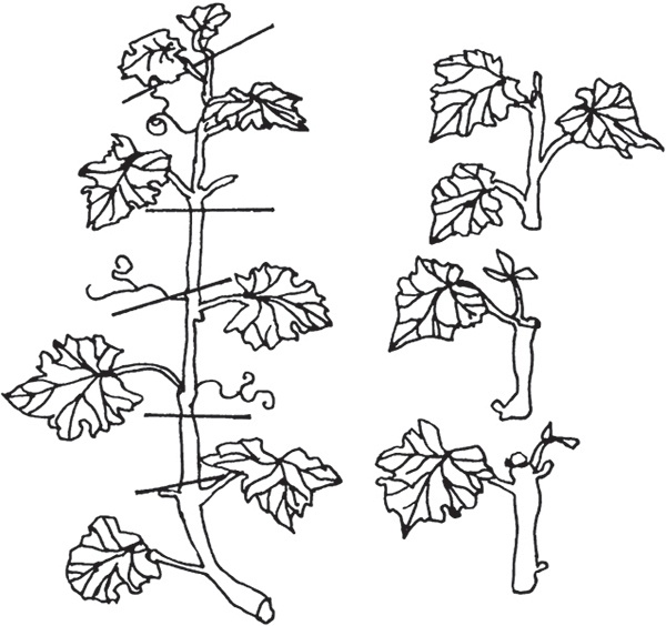 Виноград на вашей даче. Растет не только на юге!
