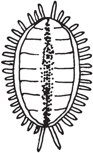 Виноград на вашей даче. Растет не только на юге!