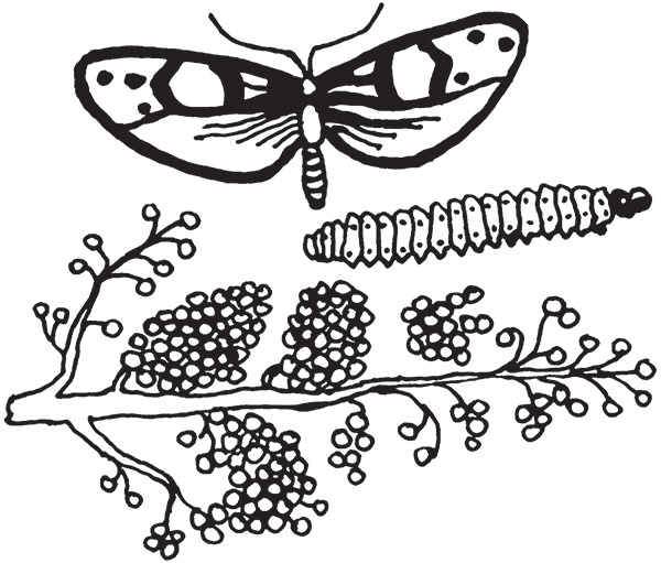 Виноград на вашей даче. Растет не только на юге!