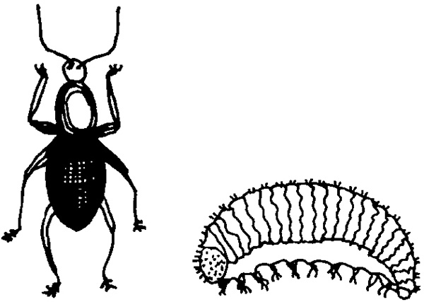 Виноград на вашей даче. Растет не только на юге!