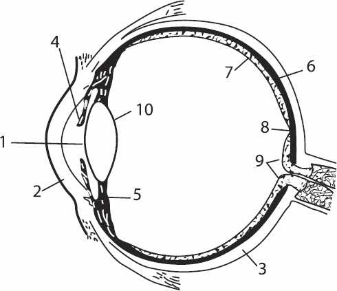 Без очков. Восстановление зрения без лекарств Без очков. Восстановление зрения без лекарств