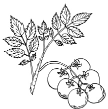 Ленивые помидоры. Как вырастить без труда? 50 шагов к успеху Ленивые помидоры. Как вырастить без труда? 50 шагов к успеху