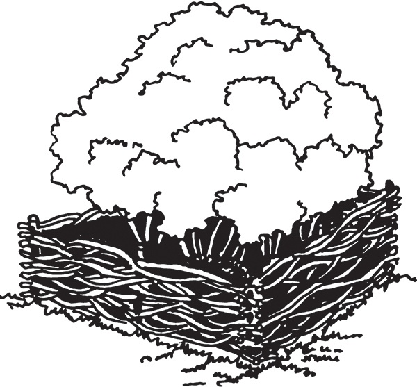 Высокие грядки своими руками. Три урожая за сезон