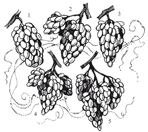 Виноград. Секреты чудо-урожая Виноград. Секреты чудо-урожая