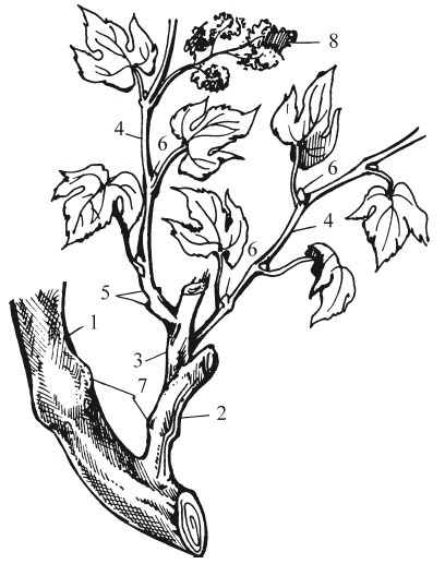 Виноград. Секреты чудо-урожая Виноград. Секреты чудо-урожая