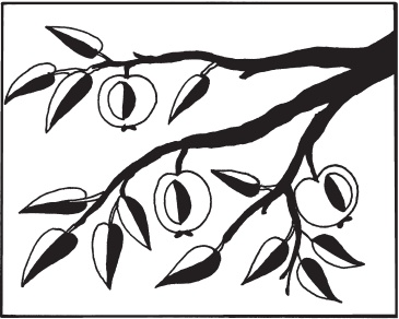 Аппликация Аппликация