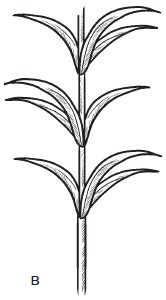 Комнатные деревья и кустарники: лимон, вишня, гранат, можжевельник, акация, жасмин и многие другие