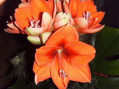 Год Быка Год Быка