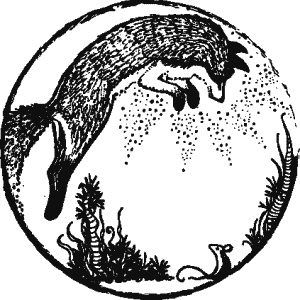 Дикая магия Дикая магия