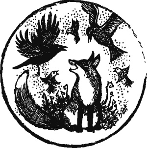 Дикая магия Дикая магия