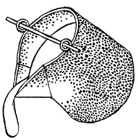 Империя Дикого леса Империя Дикого леса