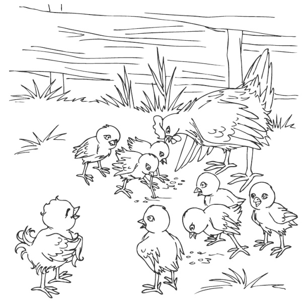 Молодка Молодка