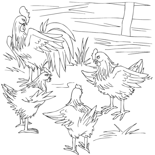 Молодка Молодка