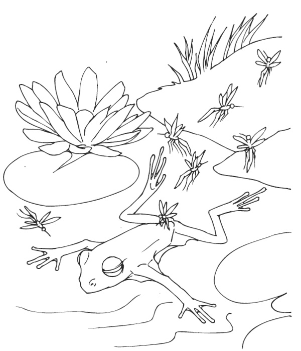 Мудрость лягушки