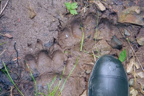 В глуши таёжной (сборник) В глуши таёжной (сборник)