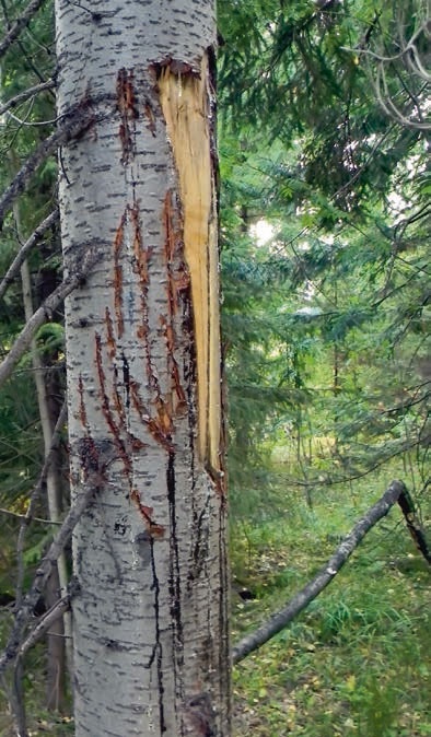 В глуши таёжной (сборник) В глуши таёжной (сборник)