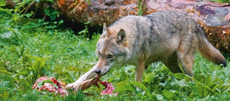 В глуши таёжной (сборник) В глуши таёжной (сборник)