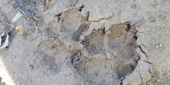 В глуши таёжной (сборник) В глуши таёжной (сборник)