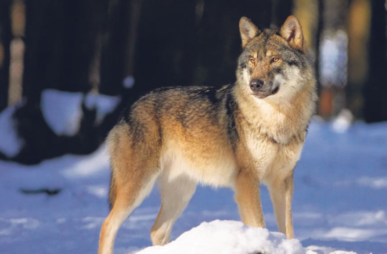 В глуши таёжной (сборник) В глуши таёжной (сборник)