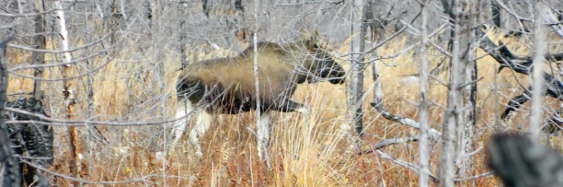 В глуши таёжной (сборник) В глуши таёжной (сборник)