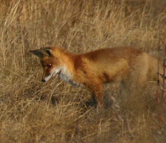 В глуши таёжной (сборник) В глуши таёжной (сборник)