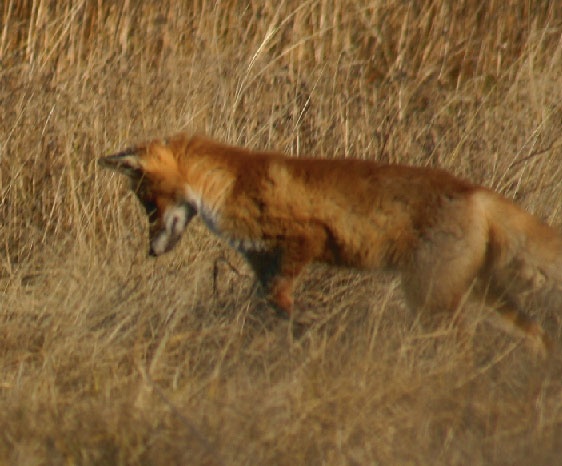 В глуши таёжной (сборник) В глуши таёжной (сборник)