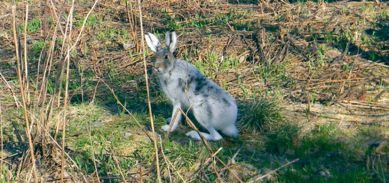 В глуши таёжной (сборник) В глуши таёжной (сборник)