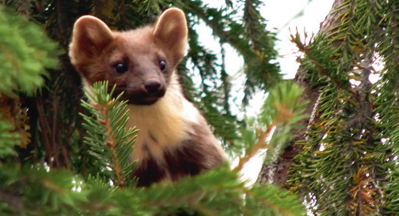 В глуши таёжной (сборник) В глуши таёжной (сборник)
