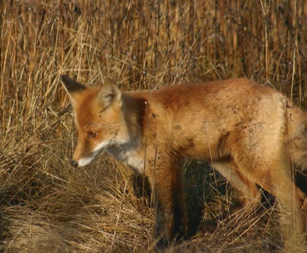 В глуши таёжной (сборник) В глуши таёжной (сборник)