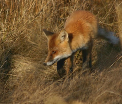 В глуши таёжной (сборник) В глуши таёжной (сборник)