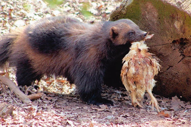 В глуши таёжной (сборник) В глуши таёжной (сборник)